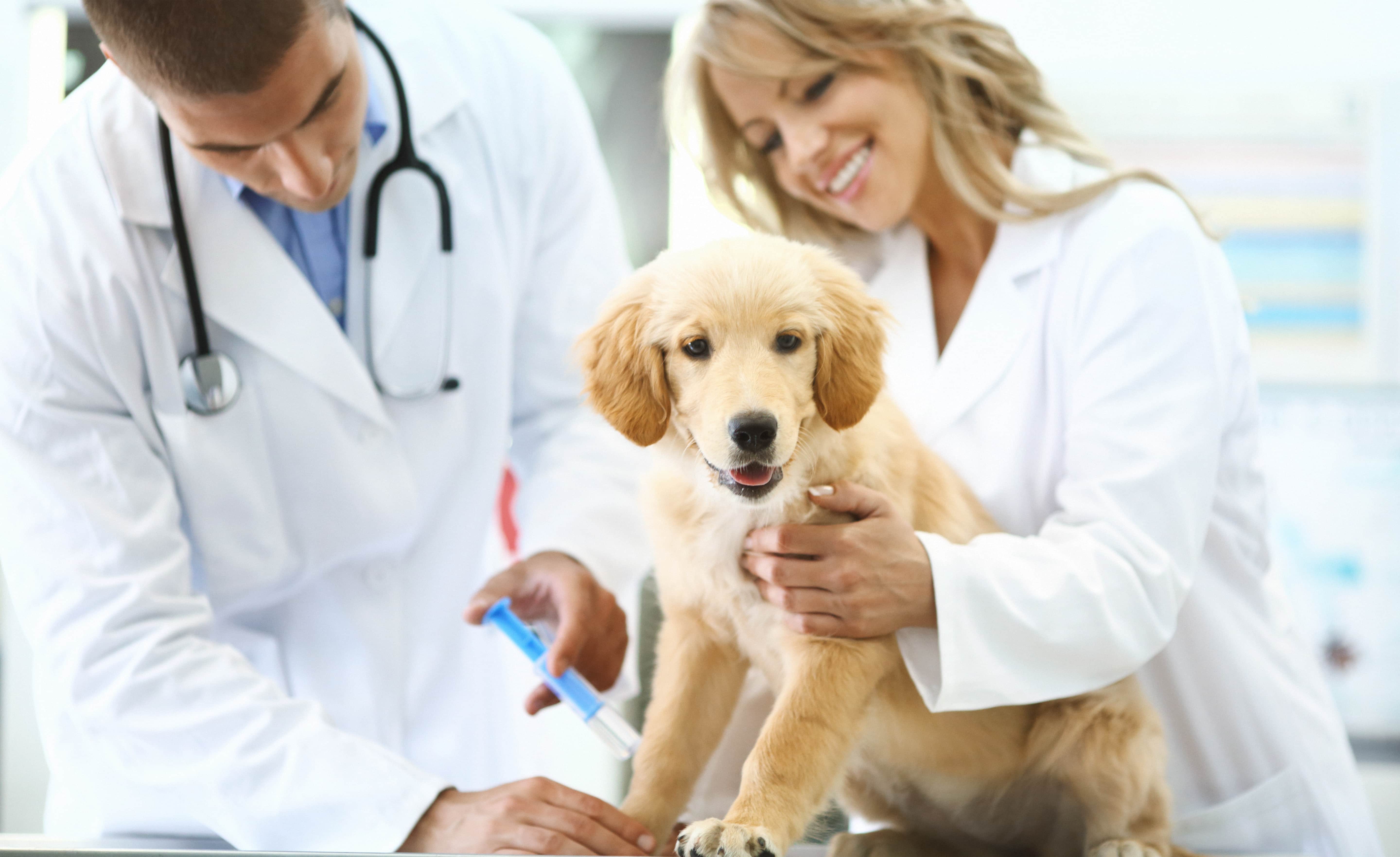 Banner VACINAÇÃO ANTI-RÁBICA E IDENTIFICAÇÃO ELECTRÓNICA - CÃES